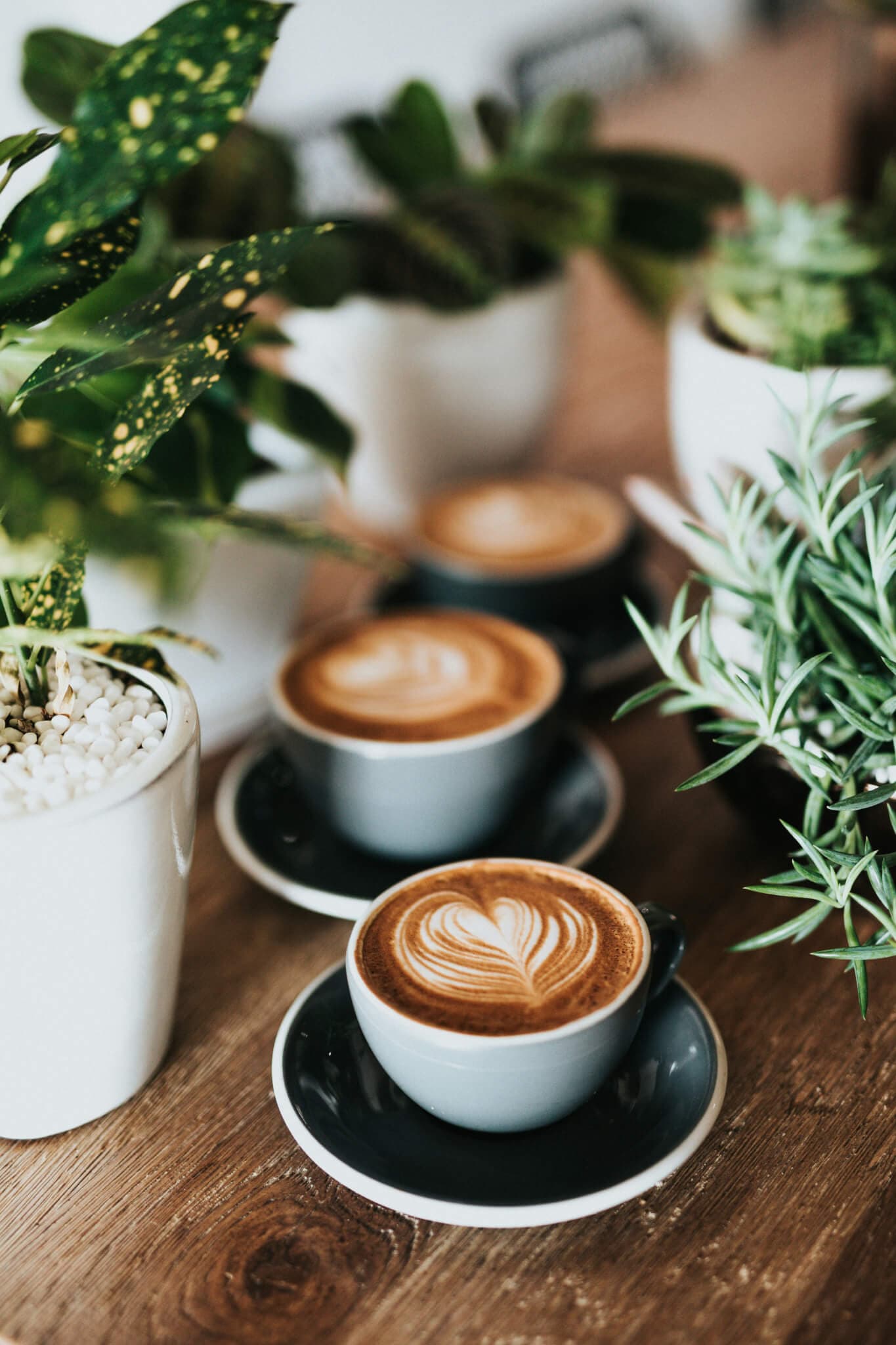 Three cups of latte with heart-shaped foam art on a wooden table surrounded by potted plants. - Home Instead