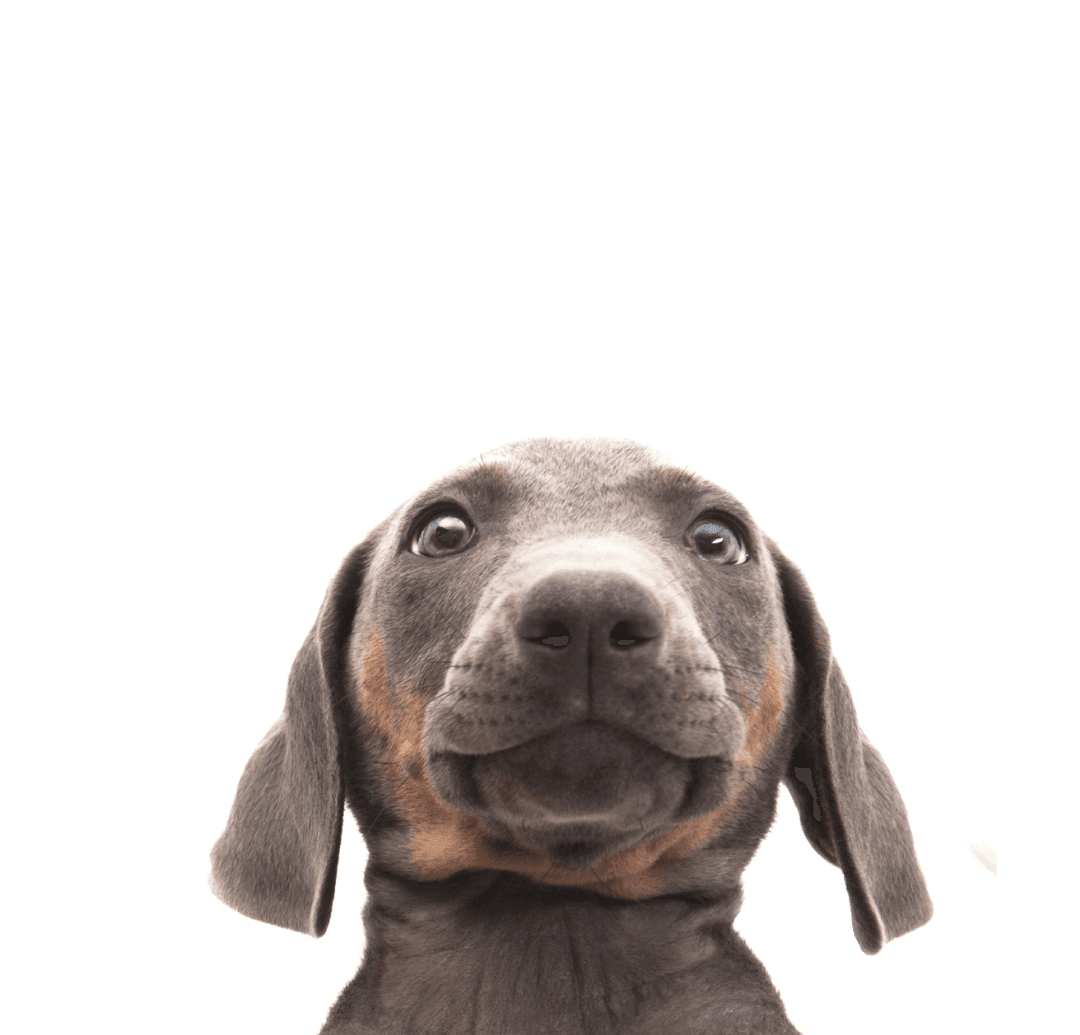 Close-up of a young, brown puppy with large ears and curious eyes against a plain white background. - Home Instead