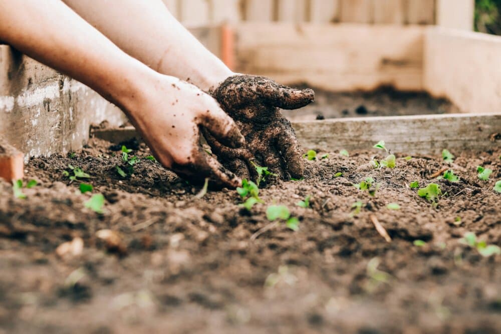 Hands planting seedlings in a garden bed, soil clinging to fingers. - Home Instead