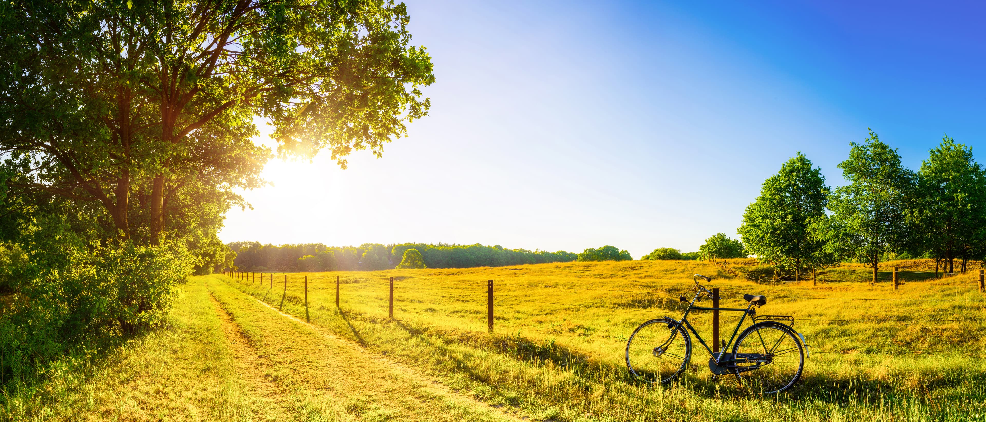 Landscape in summer with trees and meadows in bright sunshine - Home Instead