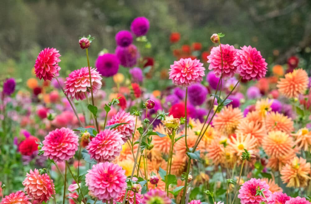 A vibrant garden with clusters of pink, purple, and orange dahlia flowers in full bloom. - Home Instead