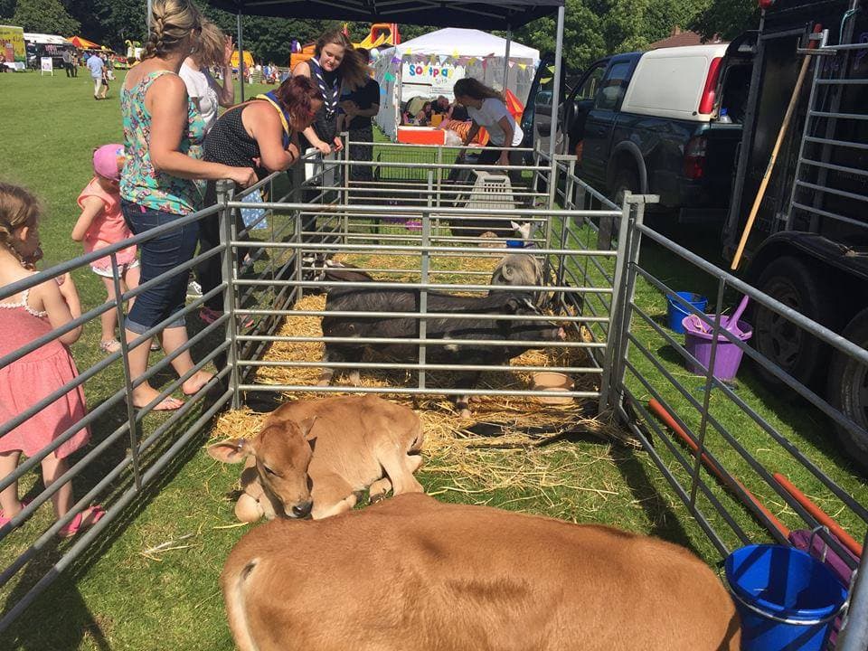 Children and adults observe goats and calves resting in a fenced pen at an outdoor petting zoo. - Home Instead