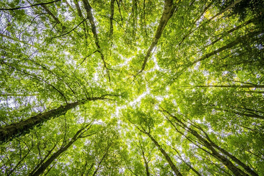 A view looking up at tall green trees with sunlight filtering through the leaves. - Home Instead