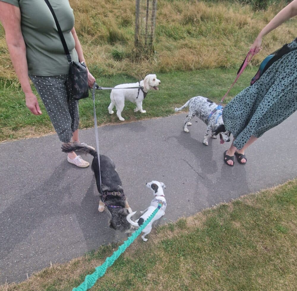 Two people walking four dogs on leashes along a path in a grassy area. - Home Instead