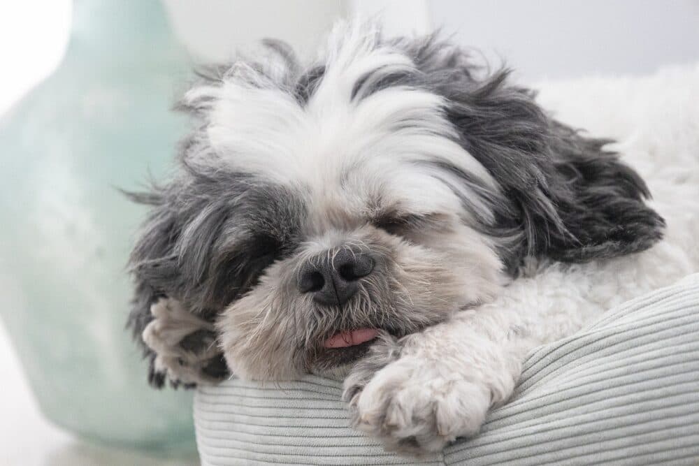 Shih tzu dog fast asleep enjoying the benefits of being looked after by owner and carer