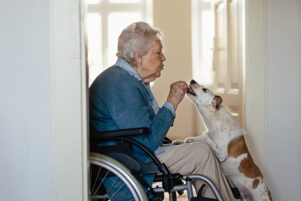 Elderly woman in a wheel chair feeds her dog a treat