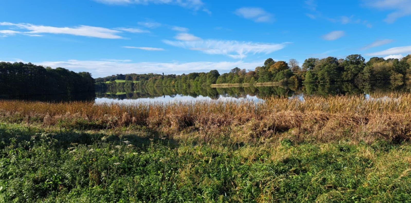 A tranquil lake surrounded by trees and grass under a blue sky with clouds. - Home Instead