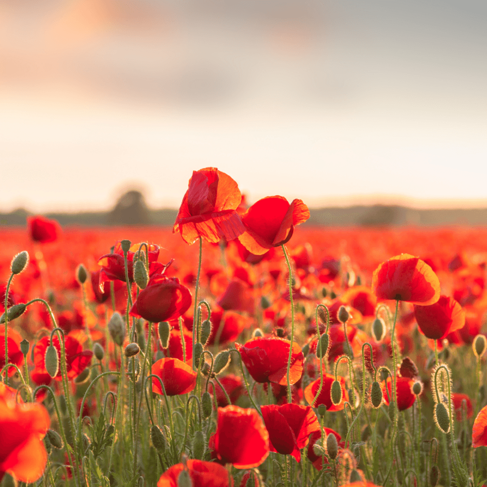 Field of poppies
