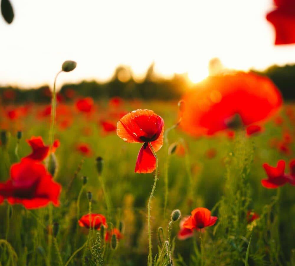 Field of red poppy with a beautiful sun shining