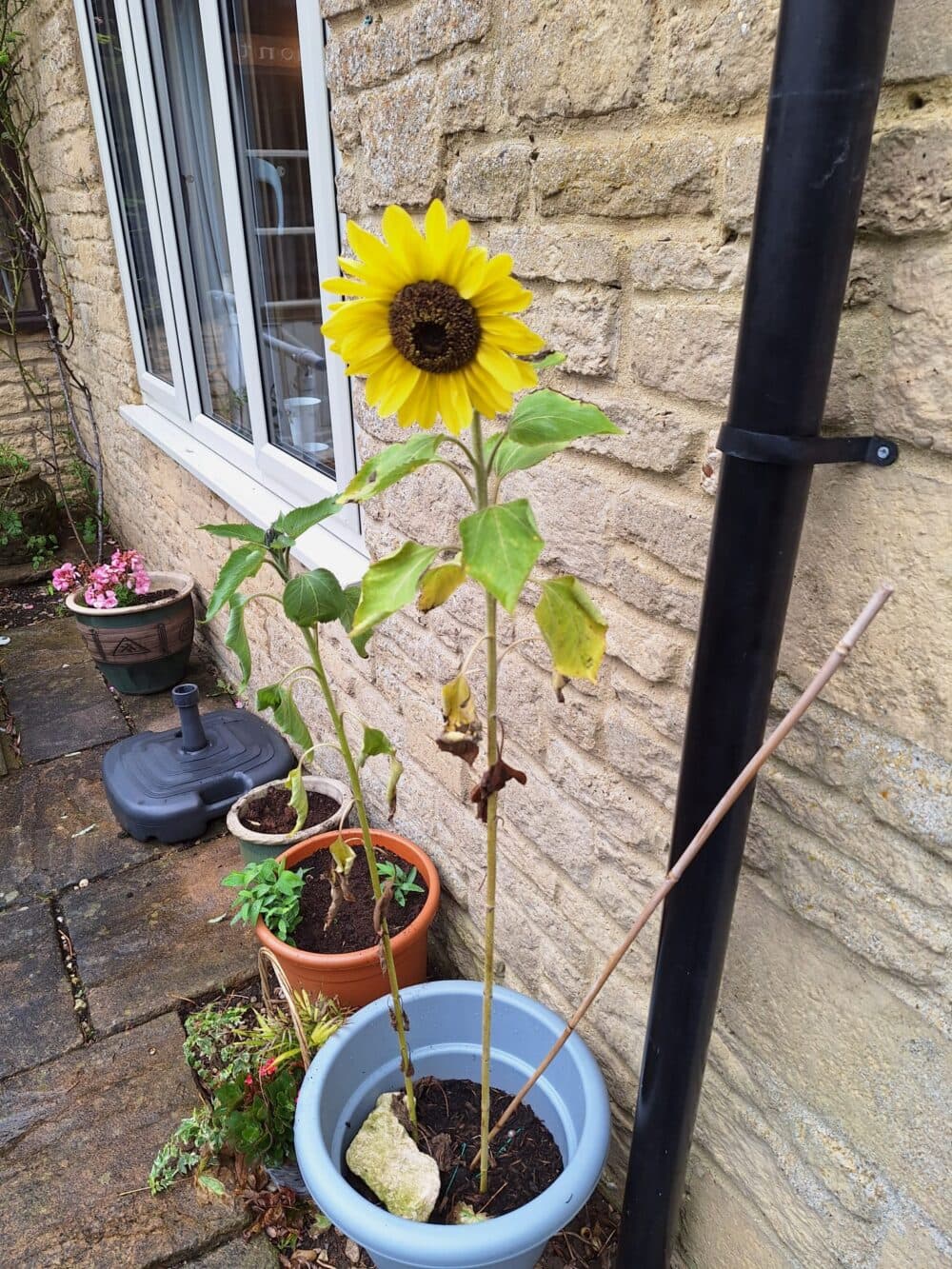 A tall sunflower with yellow petals grows in a blue pot beside a stone wall and window. - Home Instead