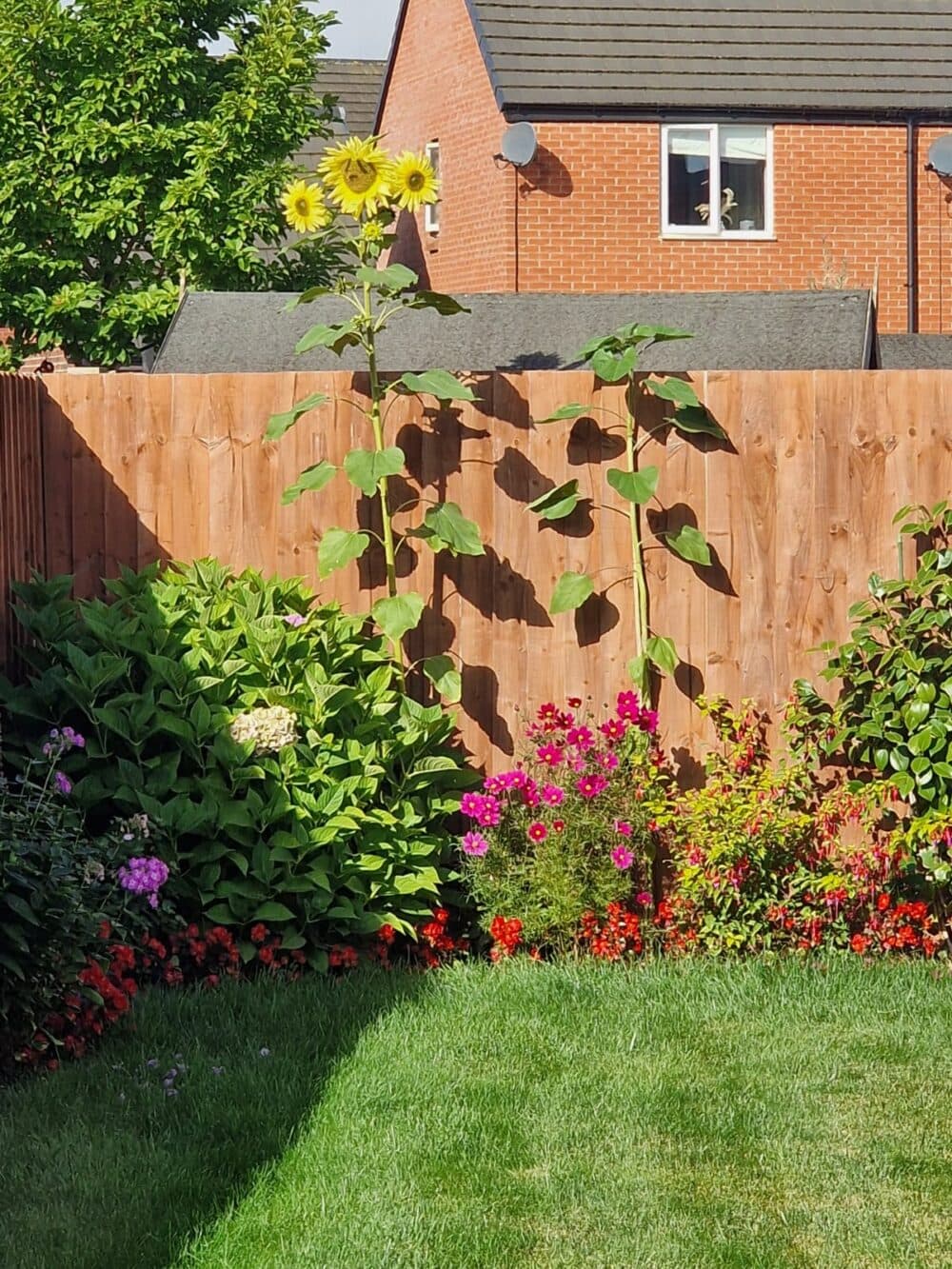 Two tall sunflowers and colorful flowers grow along a wooden fence in a sunny garden with houses behind. - Home Instead