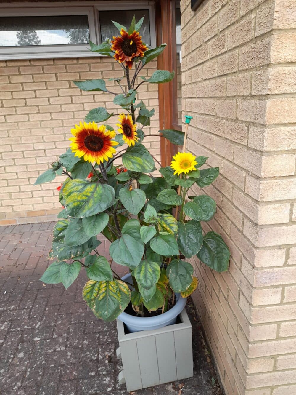Tall sunflowers with yellow and red petals growing in a pot next to a brick house wall and window. - Home Instead