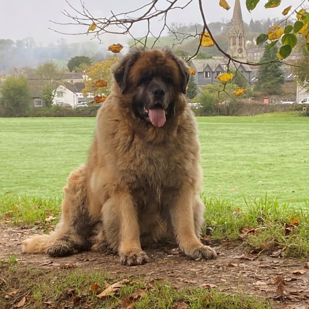 Large, fluffy dog sitting on grass with trees and a church steeple in the background. - Home Instead