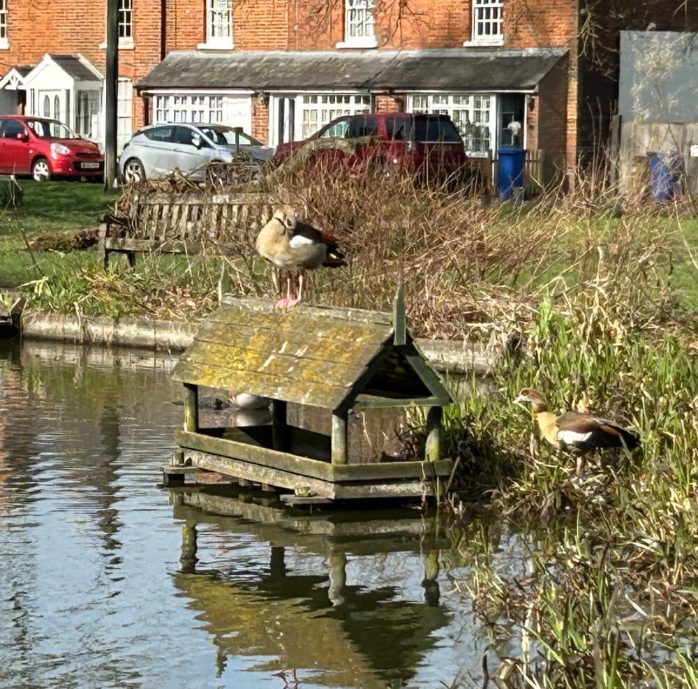 Tailored Home Care in Hartley Wintney