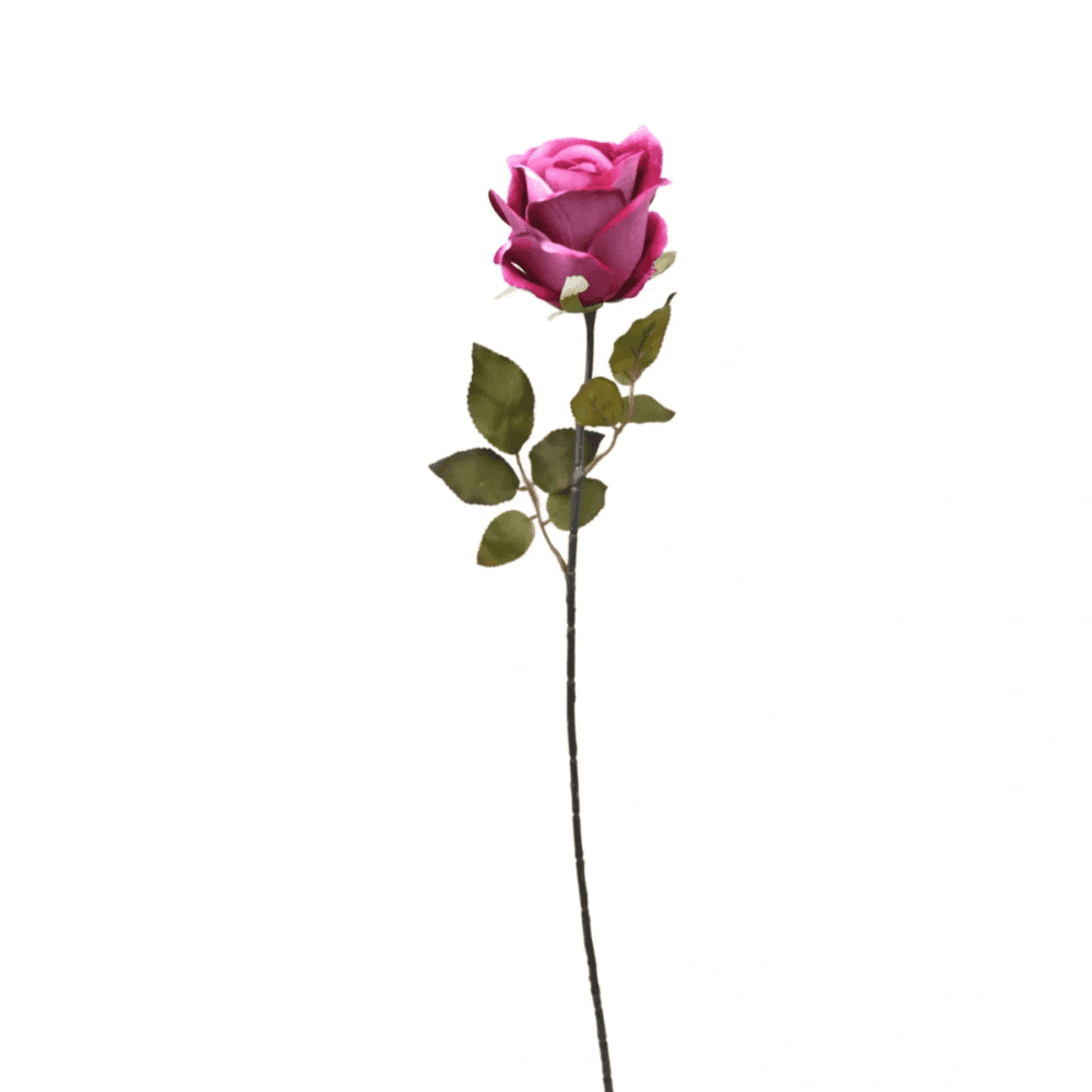 A single pink rose with green leaves on a long stem, isolated on a white background. - Home Instead