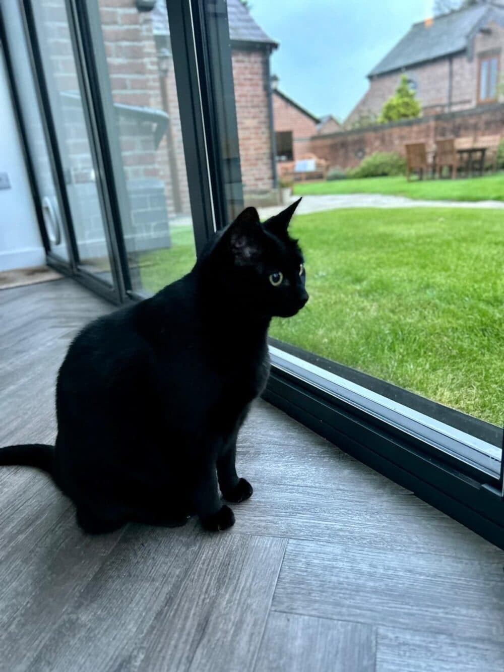 A black cat sits by a glass door, looking outside at a green lawn and houses in the background. - Home Instead
