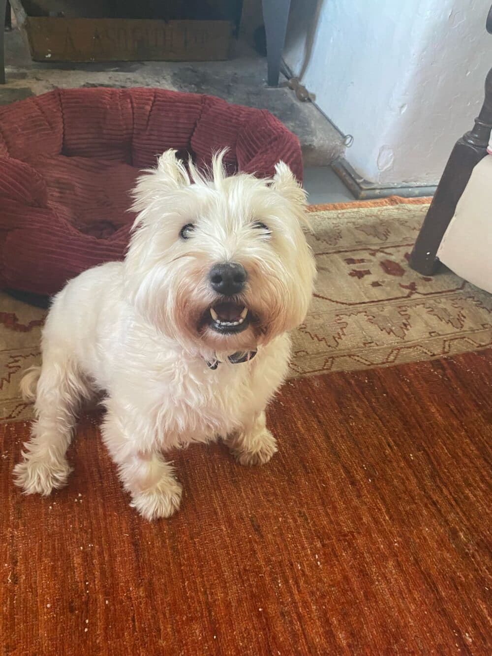 A fluffy white dog sits on an orange rug, looking up with its mouth open in a cozy room. - Home Instead