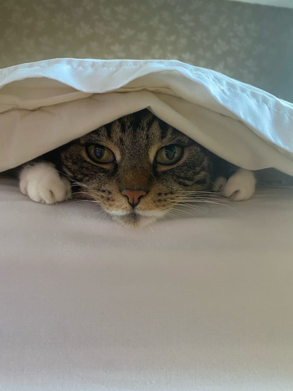 A tabby cat peeks out from under a white blanket, resting its head and paws on a bed. - Home Instead