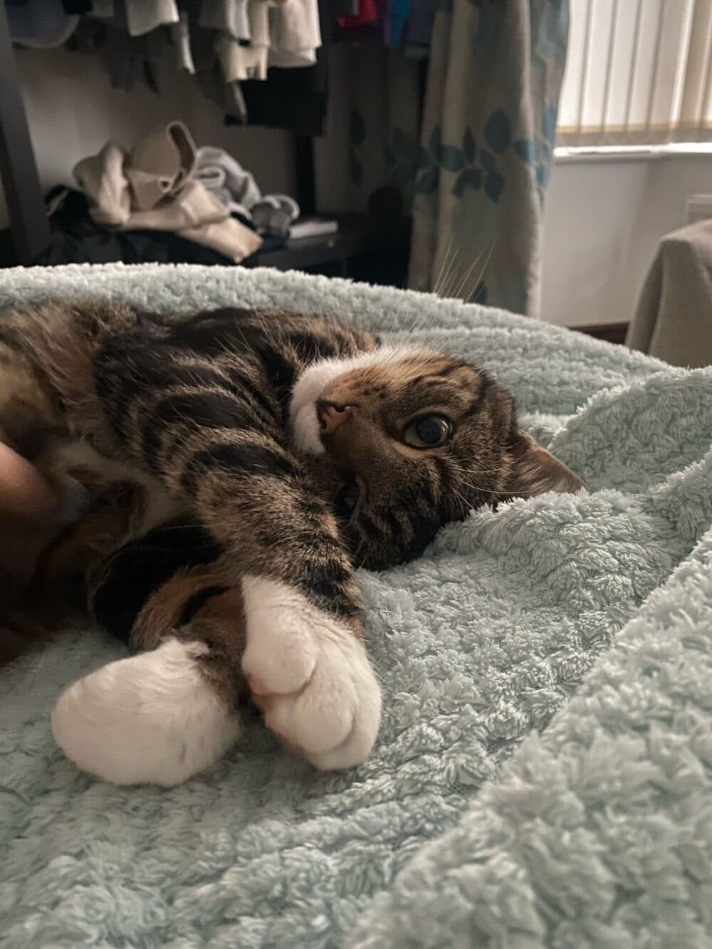 A tabby cat with white paws lies on a soft blue blanket, looking up with wide eyes. - Home Instead