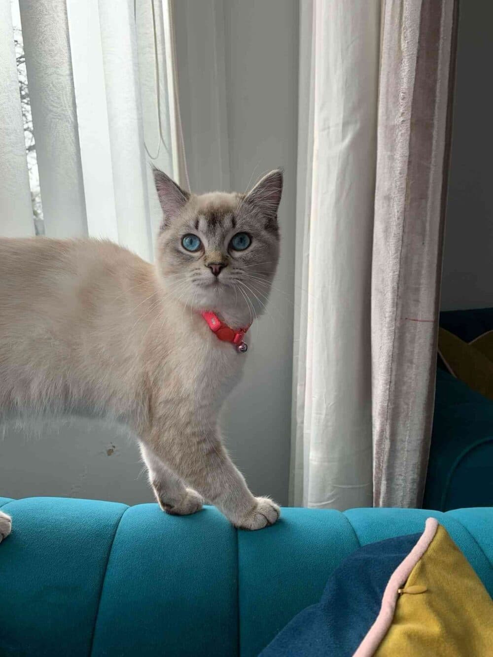 A blue-eyed cat with a red collar stands on a teal couch near a window with white curtains. - Home Instead