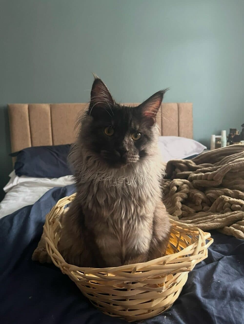 Fluffy Maine Coon cat sitting inside a wicker basket on a bed with blue and white bedding. - Home Instead