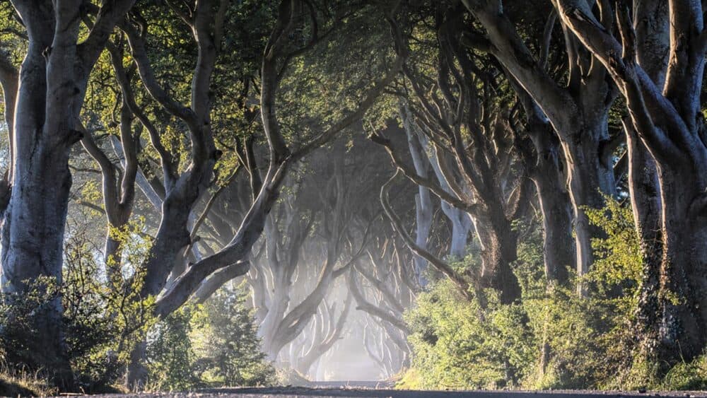 A tunnel-like road is lined with twisted, arching trees, with sunlight and mist in the background. - Home Instead