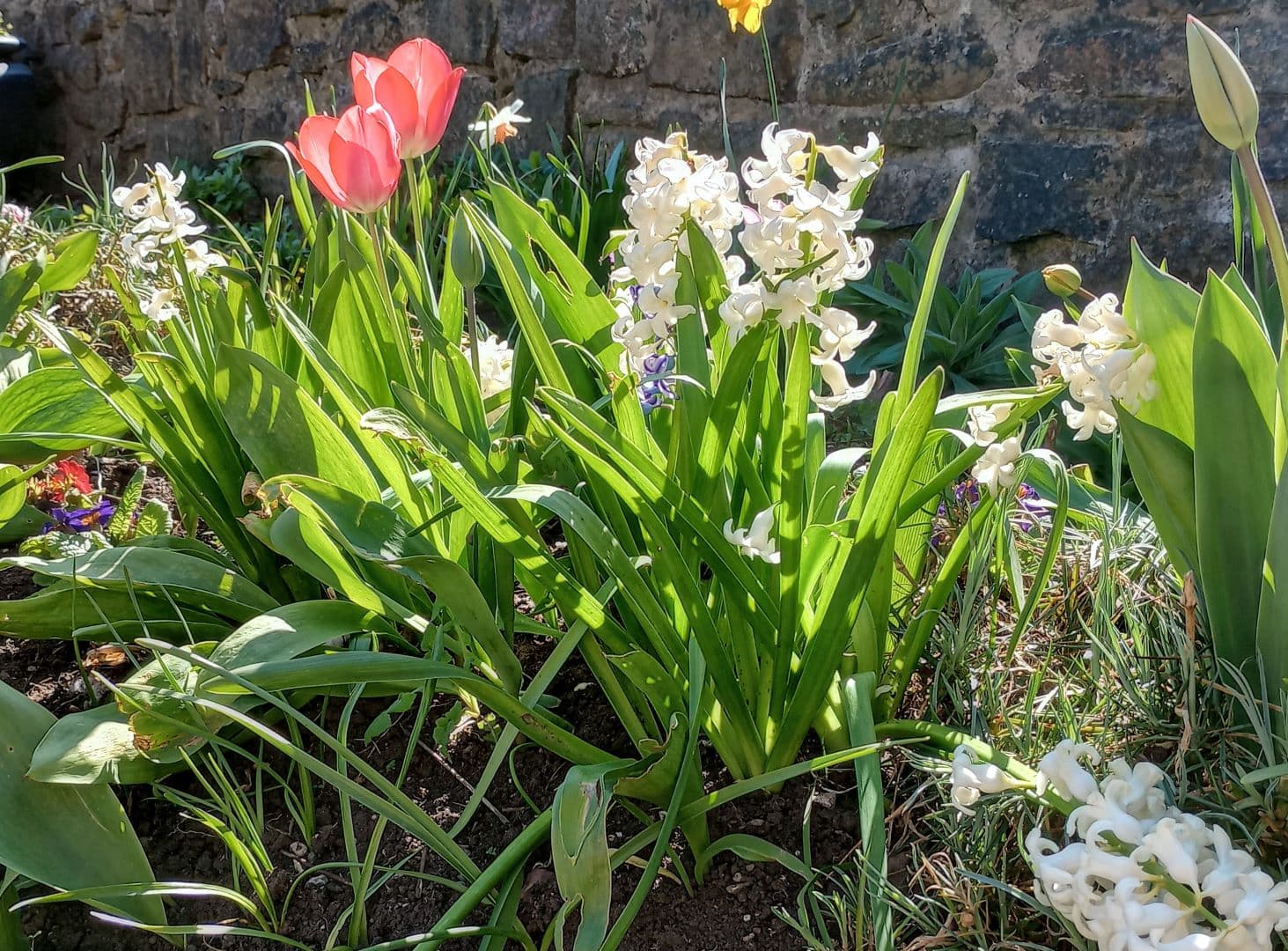 Pink tulips and white hyacinths growing in a sunny garden with a stone wall in the background. - Home Instead