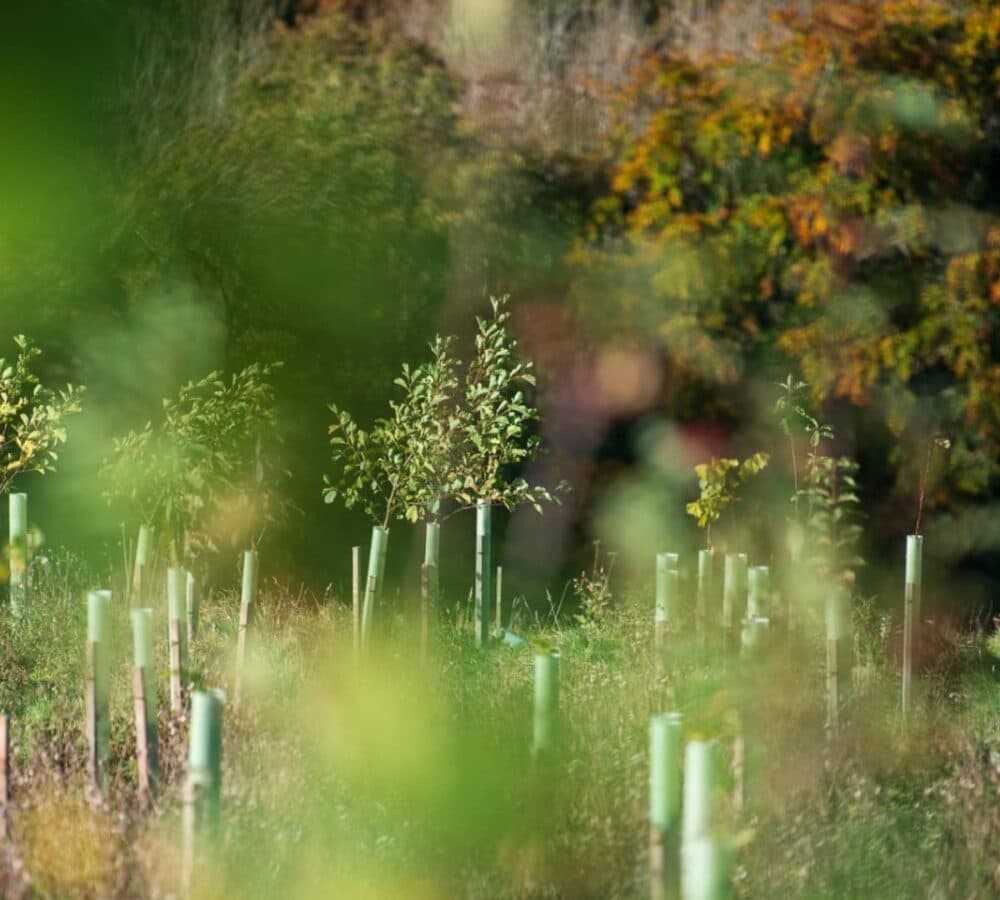 different greeneries