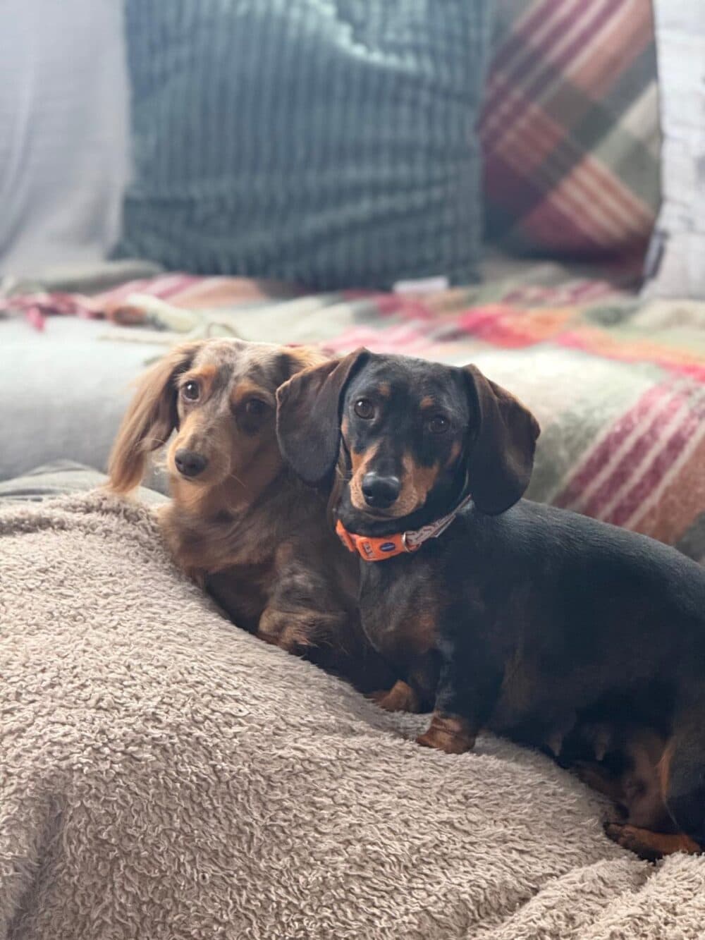 Two dachshunds lying on a cozy blanket with a plaid pillow in the background. - Home Instead