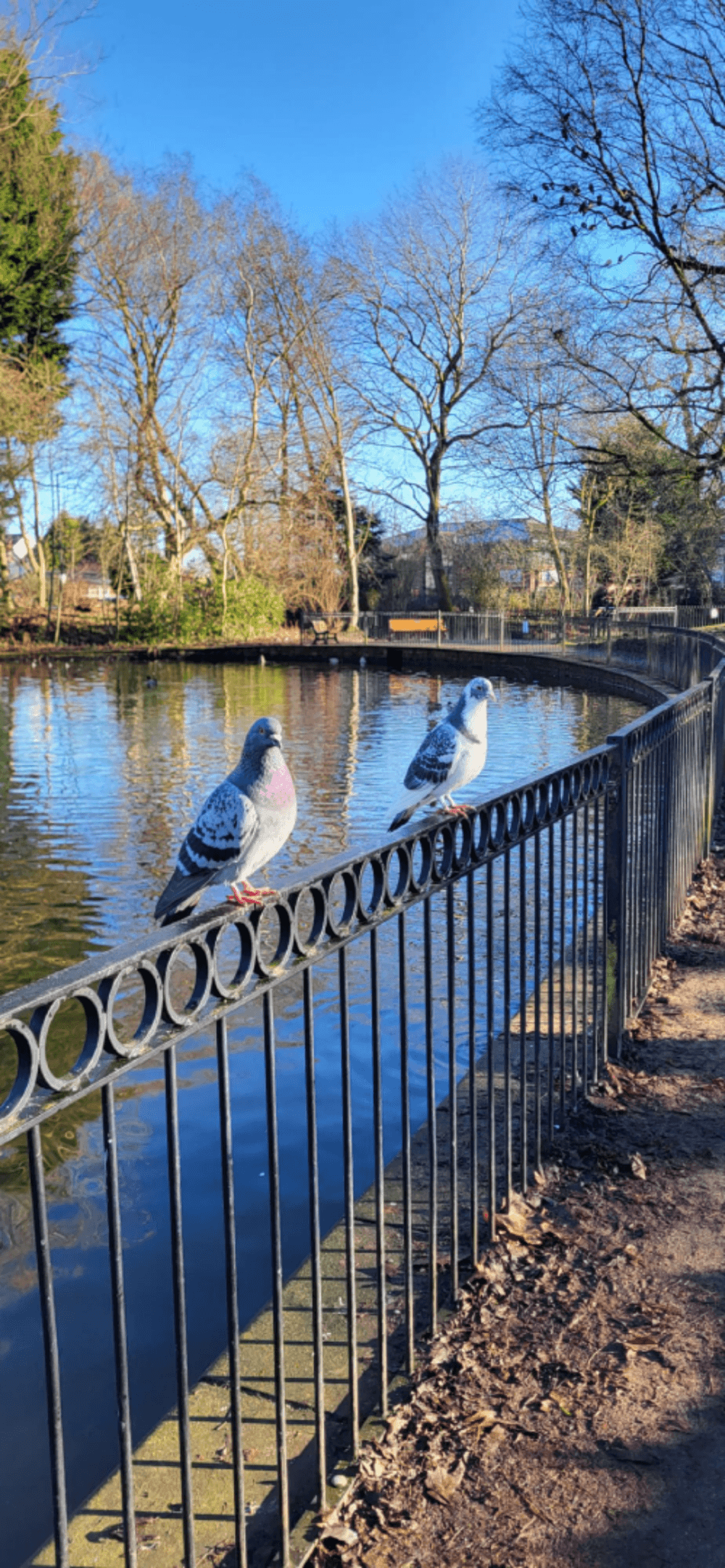 Two pigeons perched on a black metal fence by a pond in a park on a sunny day. - Home Instead