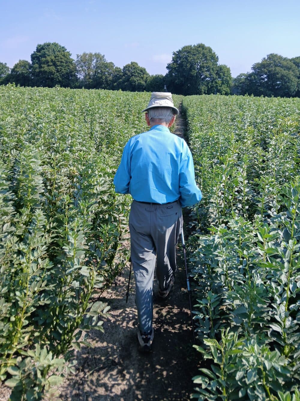 An elderly man with a hat walks through a green field along a narrow path under a clear blue sky. - Home Instead