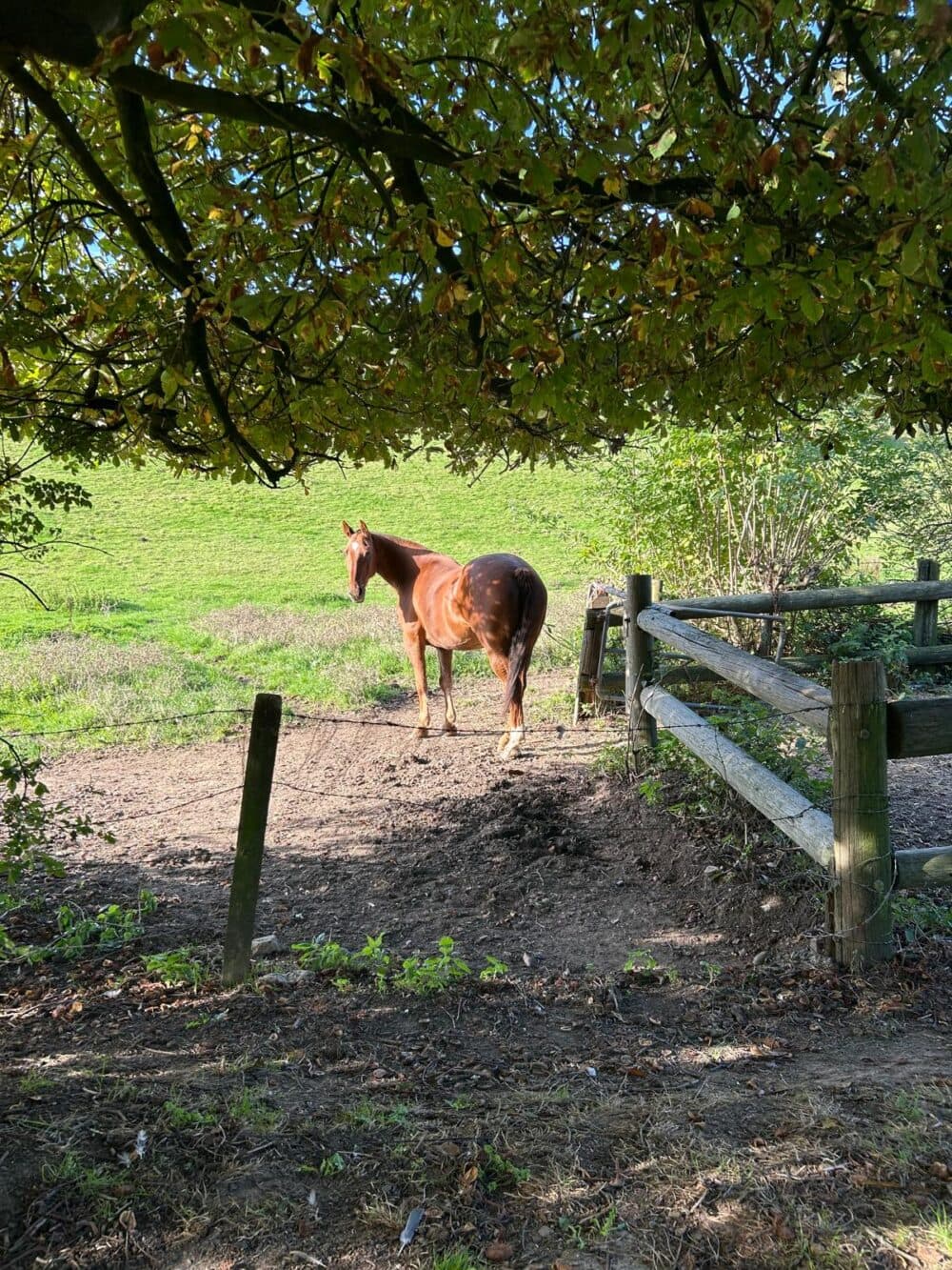 A brown horse stands in a grassy paddock near a wooden fence, under the shade of leafy trees. - Home Instead