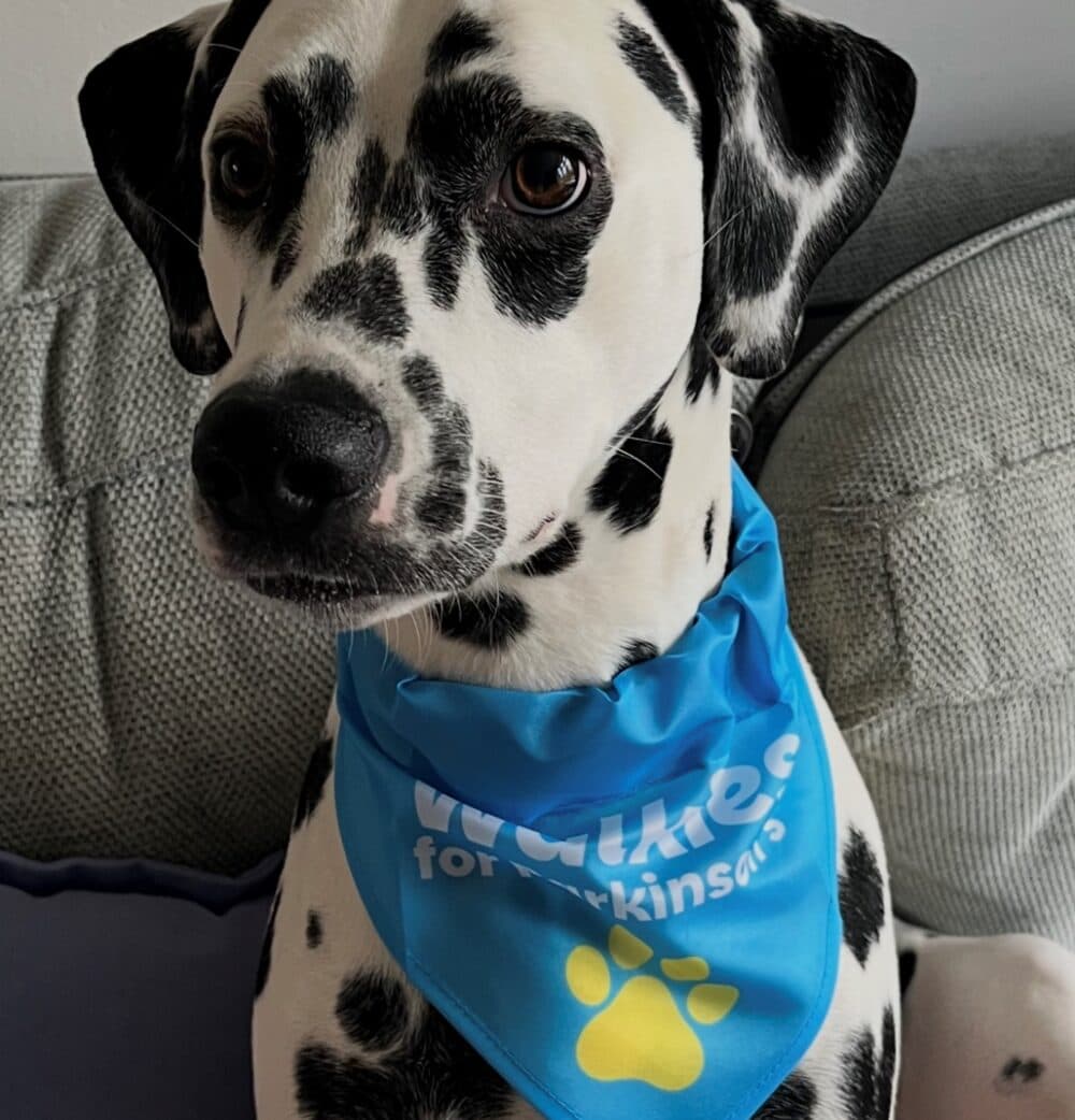 A Dalmatian wearing a blue "Walkies for Parkinson's" bandana sits on a couch. - Home Instead