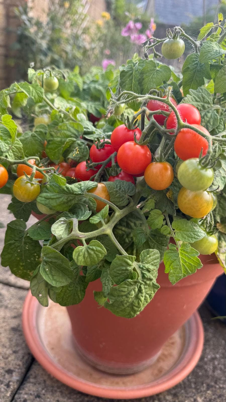 A potted tomato plant with green, yellow, and ripe red cherry tomatoes growing outdoors. - Home Instead