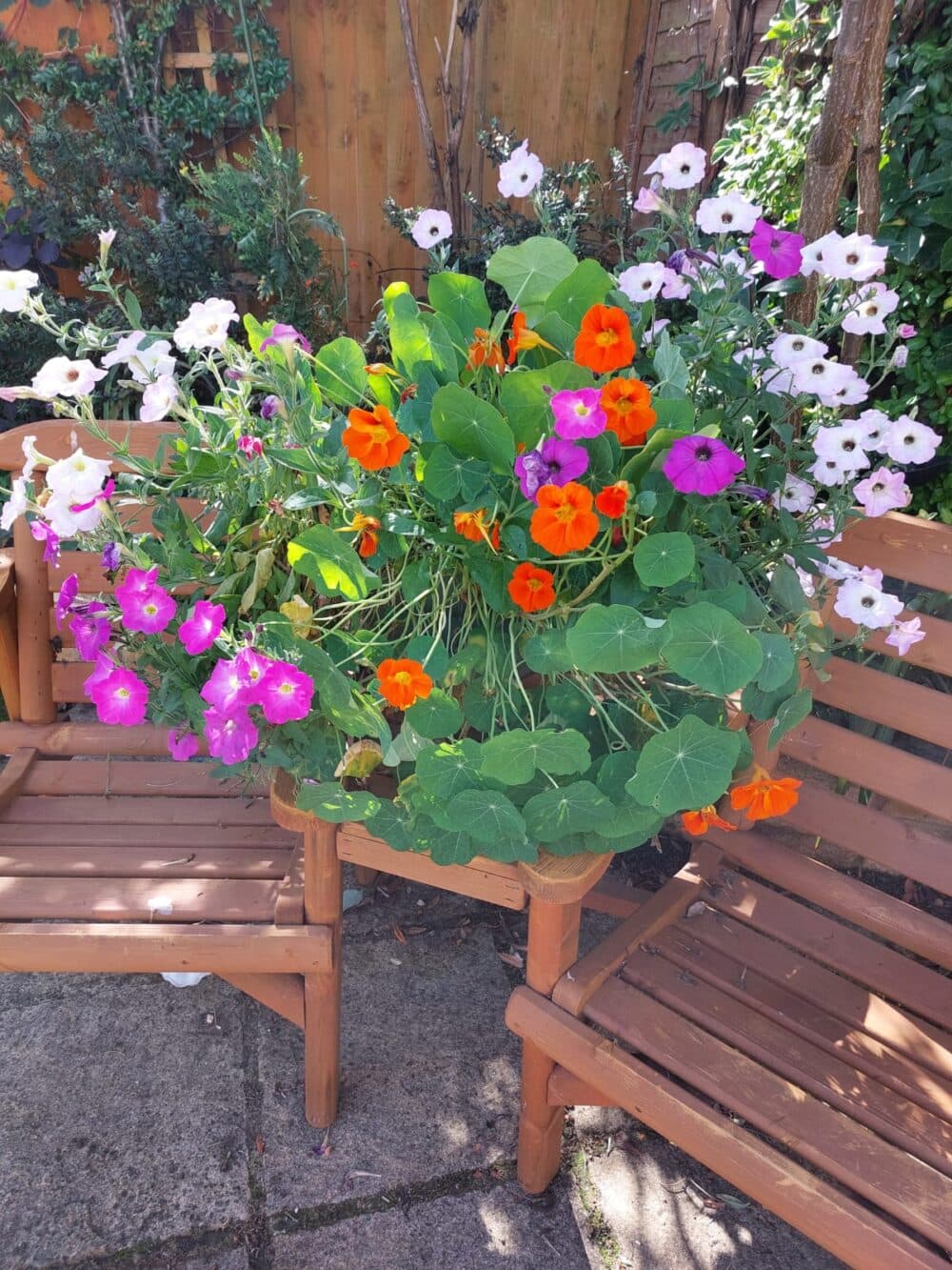 A planter with bright orange, pink, and purple flowers sits on wooden benches in a sunny garden. - Home Instead