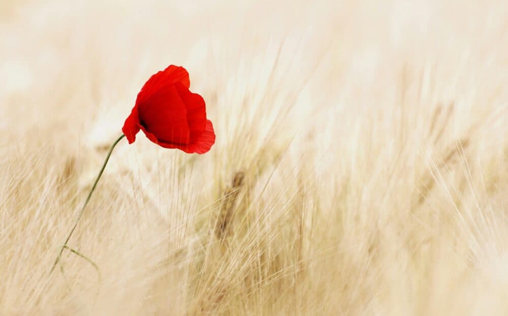 Single red poppy flower stands out in a field of tall, golden, sunlit grass. - Home Instead