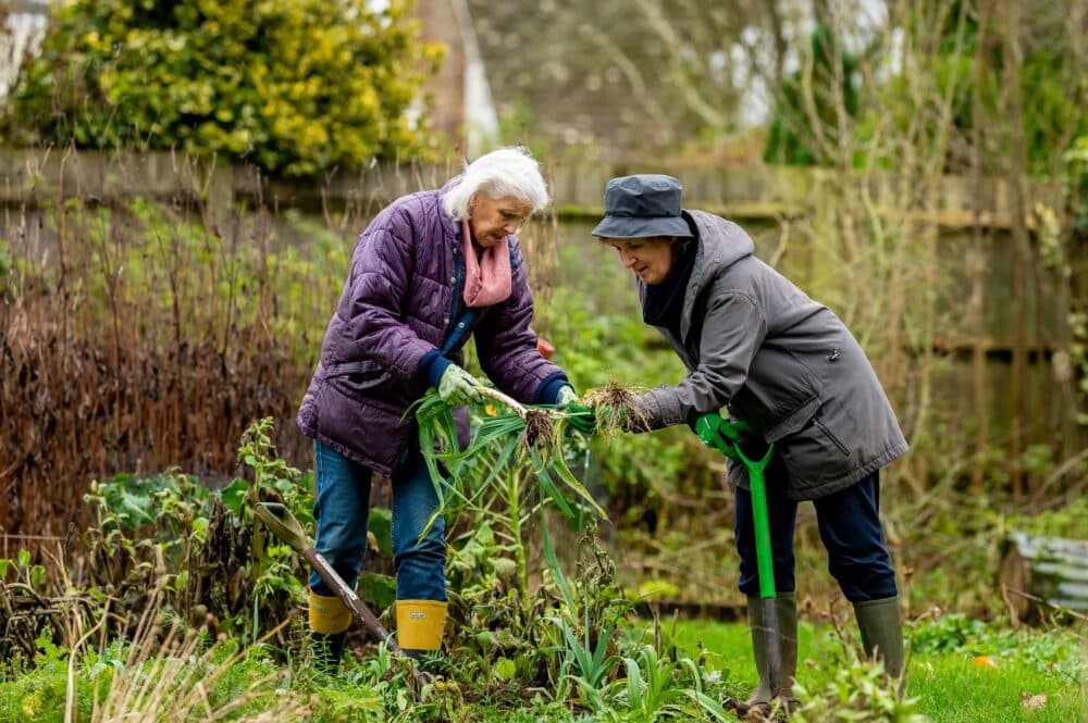 Two older women gardening together, harvesting vegetables in a lush, green back garden. - Home Instead