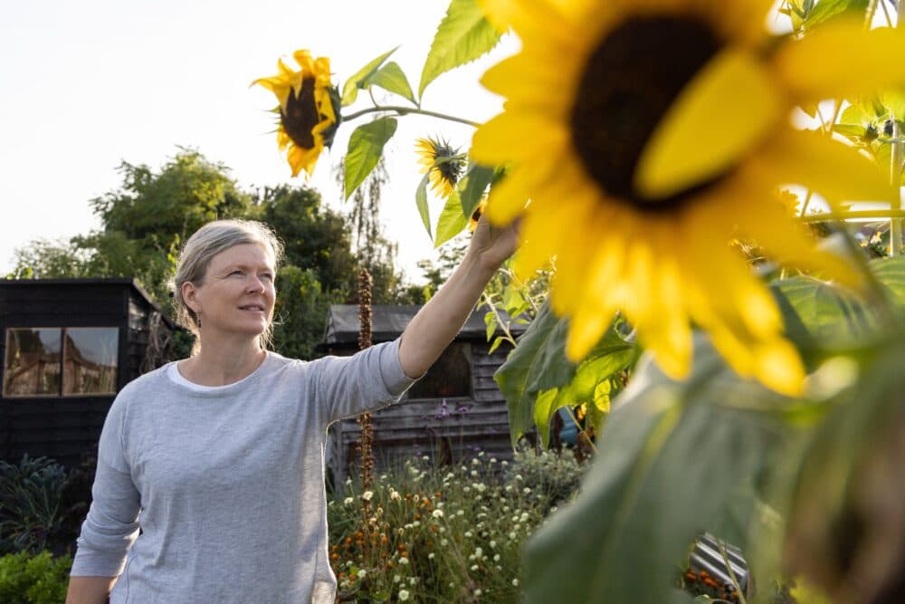 Woman in a garden reaching towards tall sunflowers, with greenery and wooden sheds in the background. - Home Instead