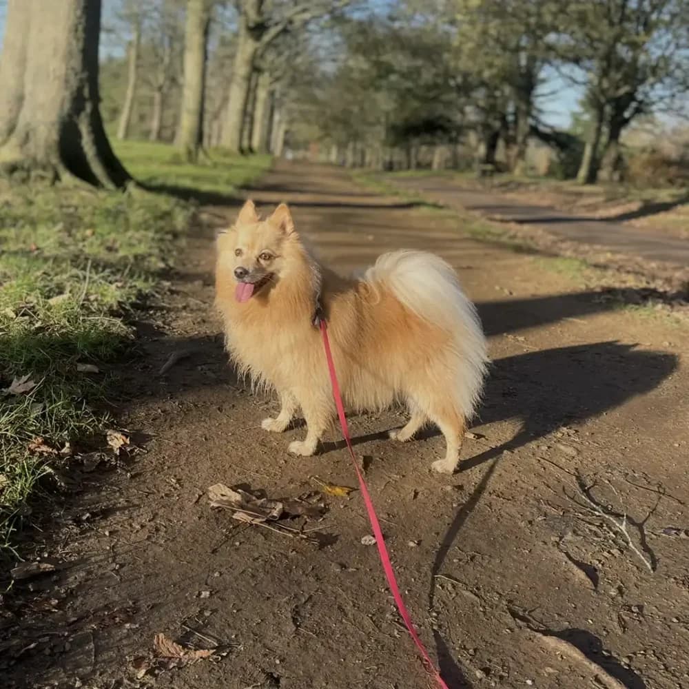 Home Instead Watford Care Professional Clare's Dog Coco