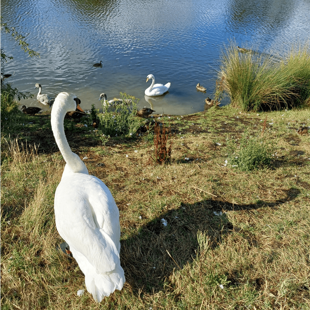 A swan stands on a grassy bank by a pond, with ducks and another swan in the water. - Home Instead