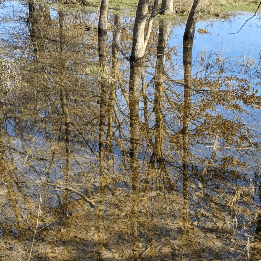 Trees and branches reflected in clear, shallow water with grass and leaves visible beneath the surface. - Home Instead