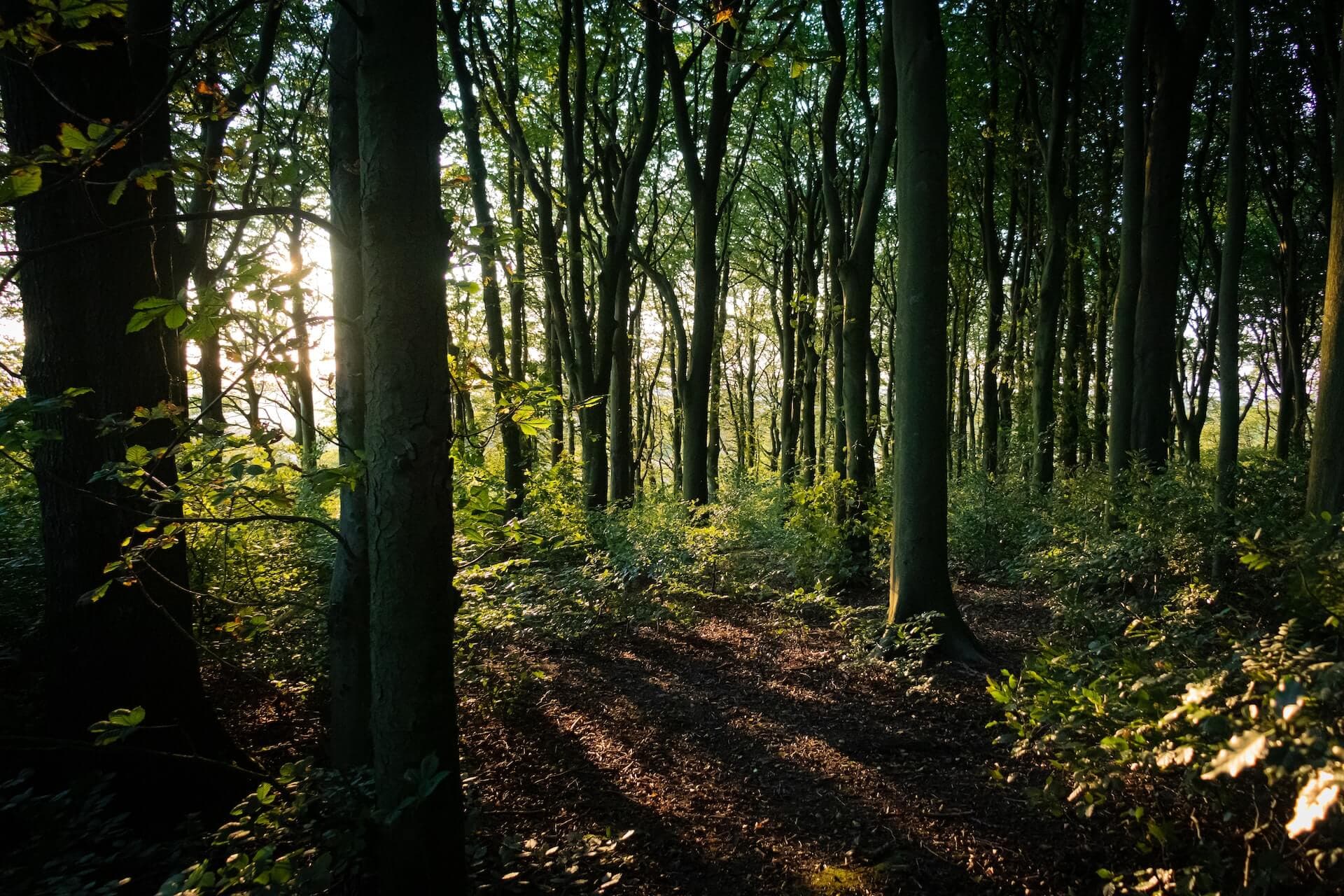 5 Places For Outdoor Walks In Wigan