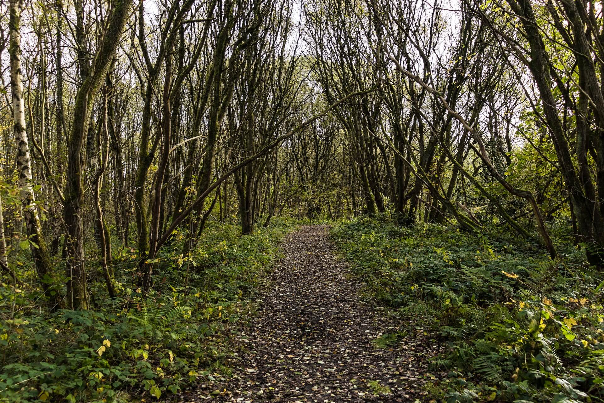 5 Places For Outdoor Walks In Wigan