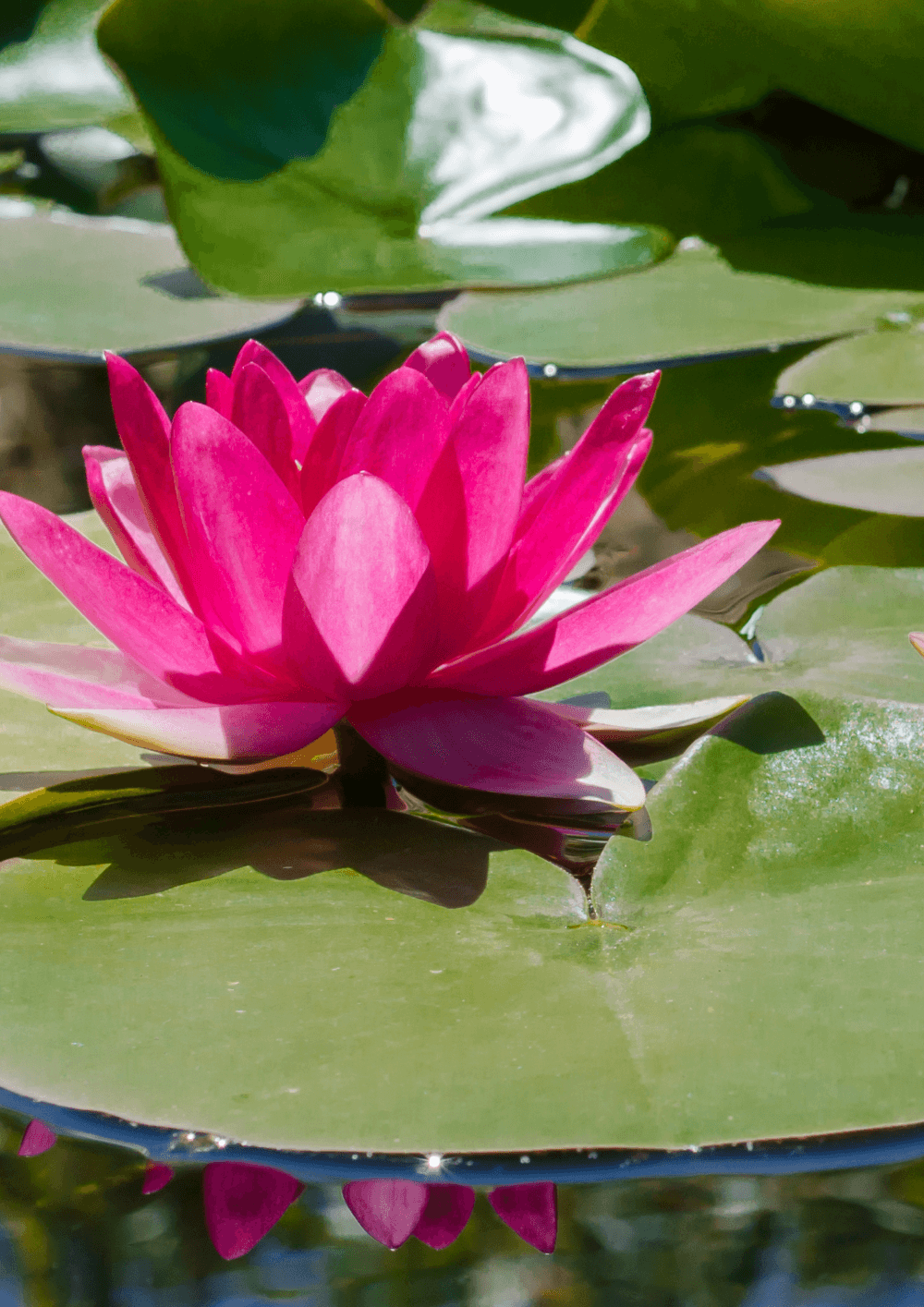 A vibrant pink water lily blooms atop large lily pads floating on a clear pond. - Home Instead