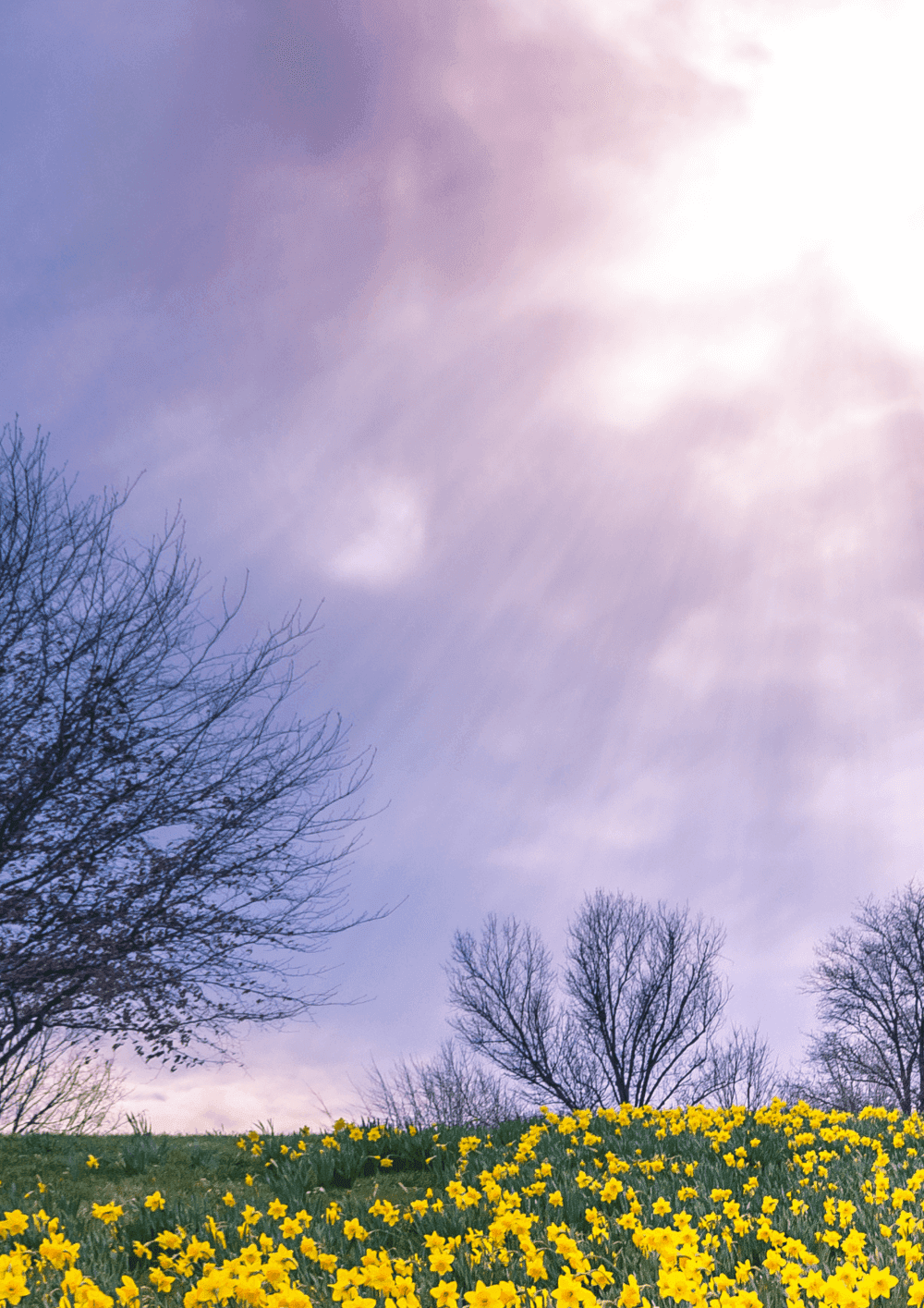 A field of yellow flowers under a partly cloudy sky with sun rays shining through, and leafless trees in the background. - Home Instead