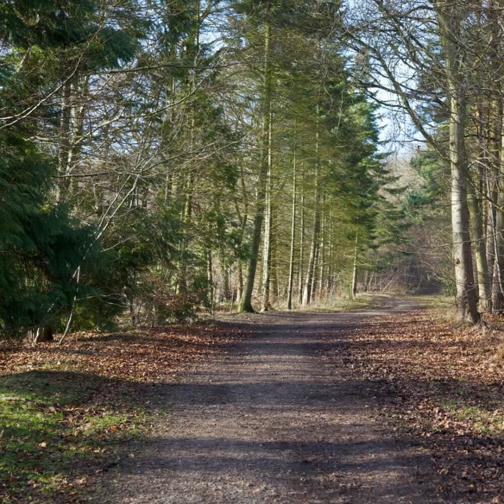 A serene forest path surrounded by tall trees and fallen leaves on a clear, sunny day. - Home Instead