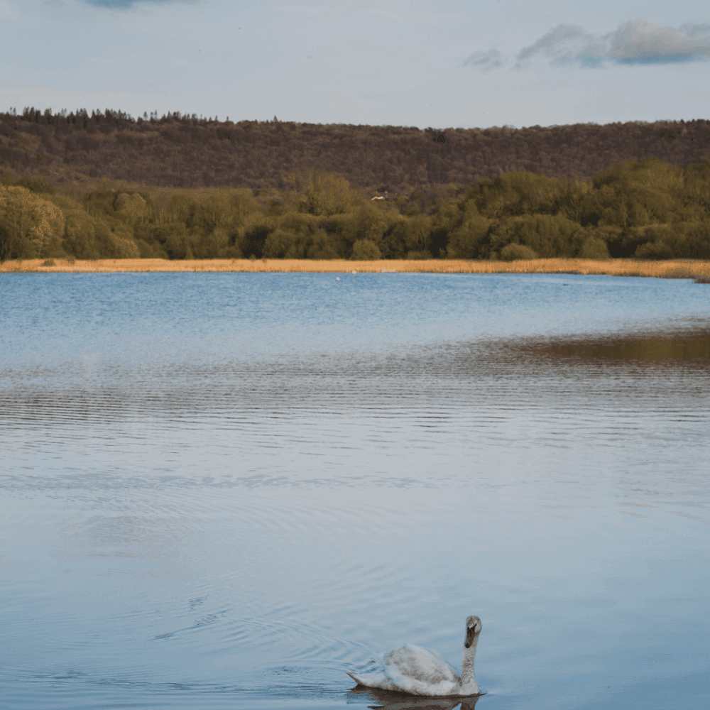 A lone swan swims on a calm lake with green trees and a forested hill in the background under a partly cloudy sky. - Home Instead