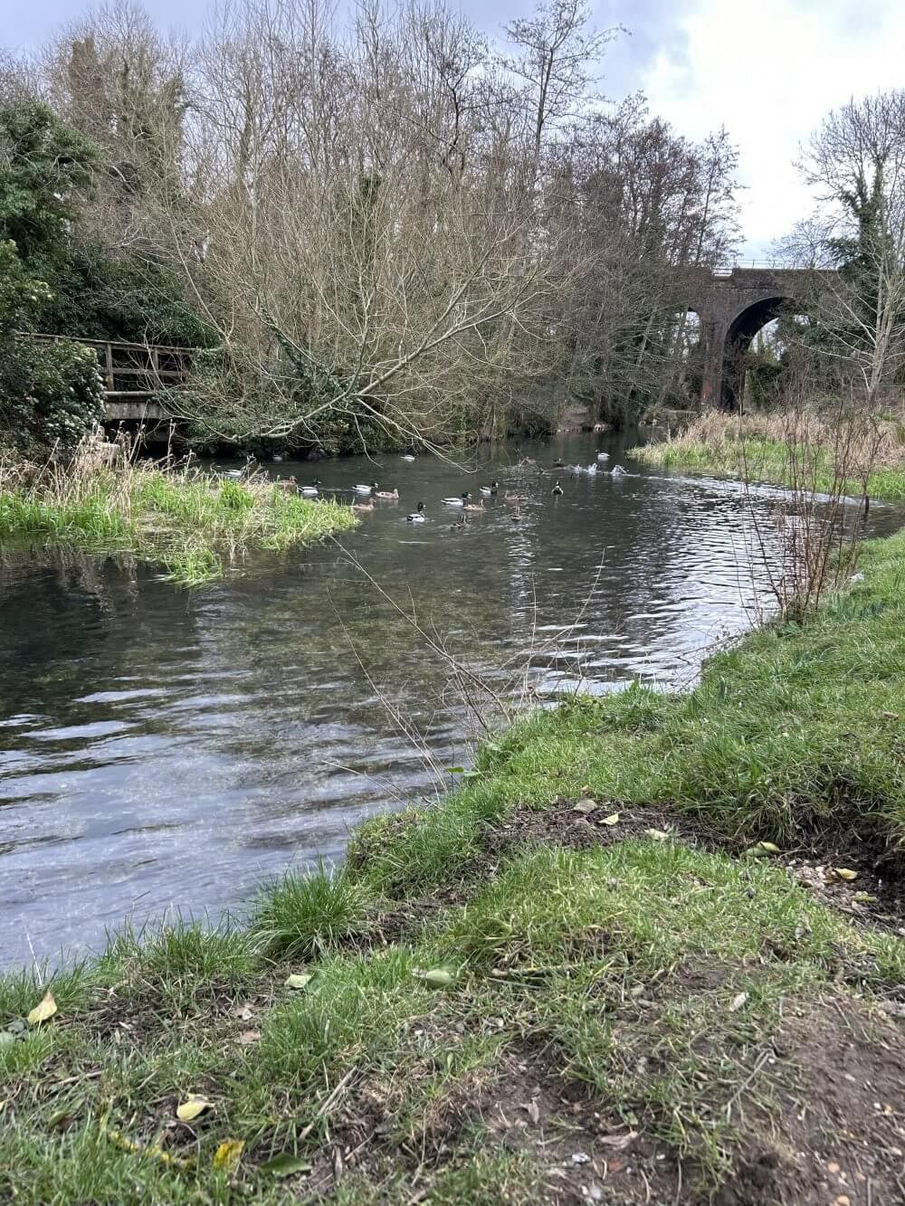 Home Instead Basingstoke picture of a serene river with ducks, lush greenery, bare trees, and a distant stone bridge on a cloudy day, taken at Bartons Mill
