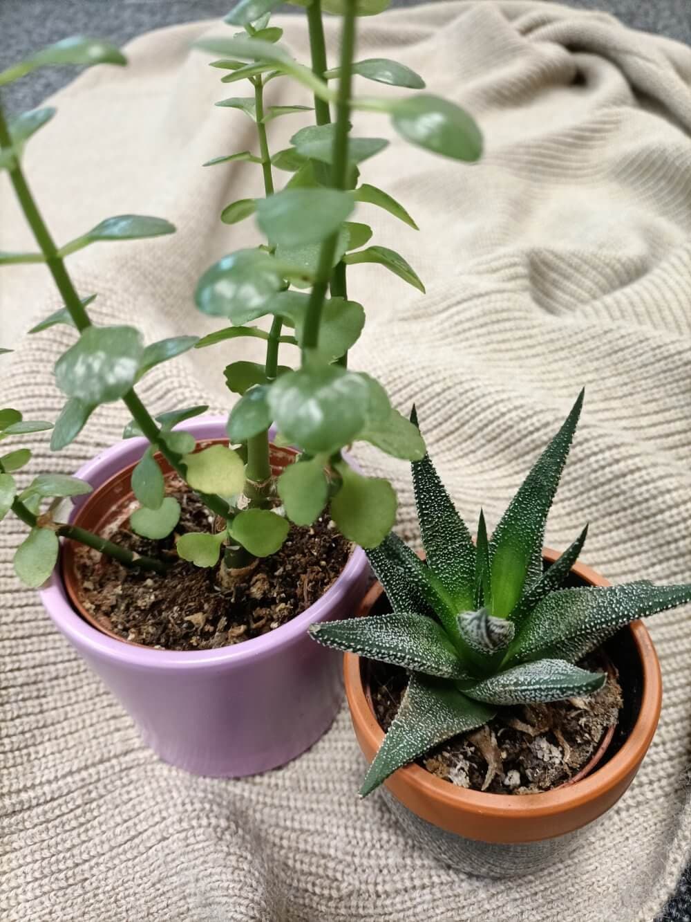 Two small potted plants on a beige fabric surface. One plant is in a pink pot, and the other is in a brown pot. - Home Instead