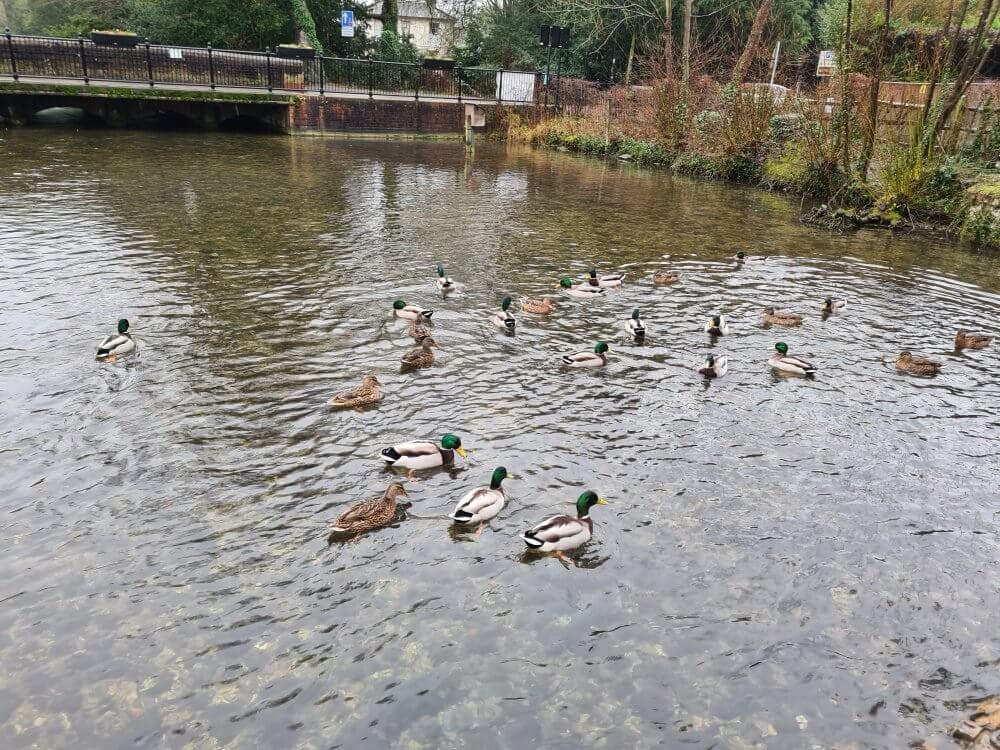 Home Instead Basingstoke picture of the ponds at Whitchurch Silk Mill, showing a group of ducks swimming together in a calm river with a bridge and greenery in the background.